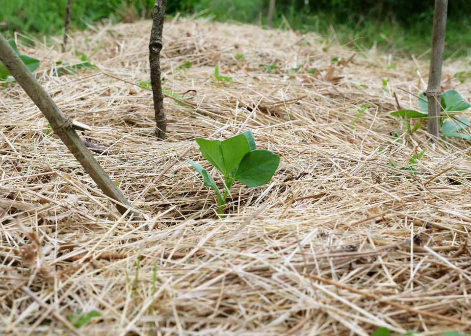 Une jeune pousse protégée par du paillage © université de Bordeaux